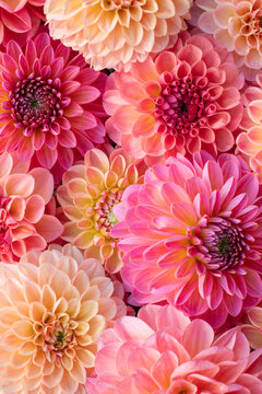 Pink dahlia blooms background. Coral and blush dahlia flowers close up. Floral wallpaper.