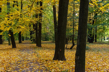 Beautiful autumn landscape in warm yellow and orange colors