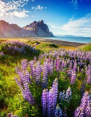 lavender field at sunset