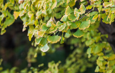 The green ginkgo leaves are turning yellow. autumn