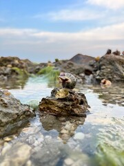 Tide Pool