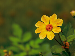 Fototapeta premium A lone yellow flower in a garden; shot with a shallow depth of field