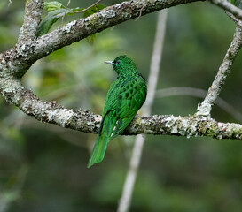 African Emerald Cuckoo 