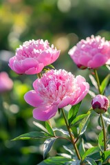 Fototapeta premium Beautiful pink peonies in the sunlight, with a blurred background and a soft color palette. 
