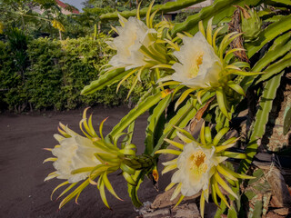 Dragon fruit flowers that have bloomed.