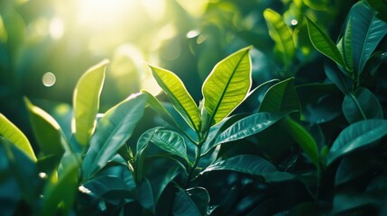 Obraz premium Lush Green Foliage, Sunlight, Nature, Leaves, Plants, Botany, Background, Garden, Ecology, Texture
