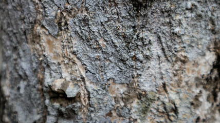 Close-up texture of tree bark with a rugged, natural pattern. Ideal for use in nature backgrounds, environmental themes, organic design concepts, and creative texture overlays.
