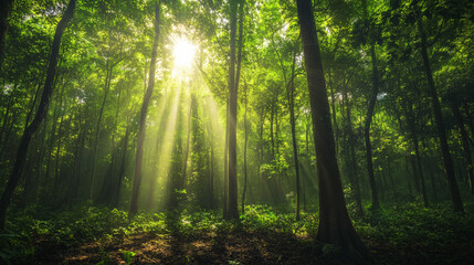 Obraz premium HDRI of a dense forest canopy with dappled sunlight