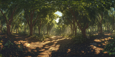 HDRI of a dense forest canopy with dappled sunlight