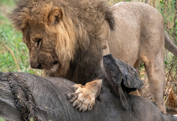 bull killing lion