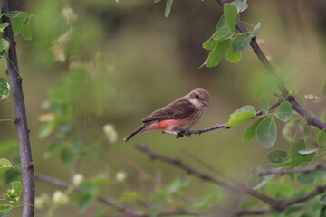 robin on a branch