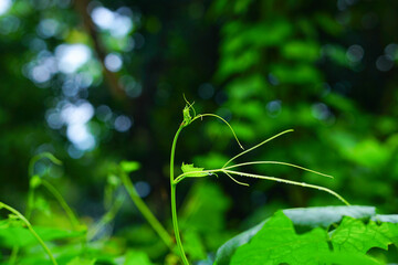 Close-up of fresh green vine leaves garden with morning dew drops 