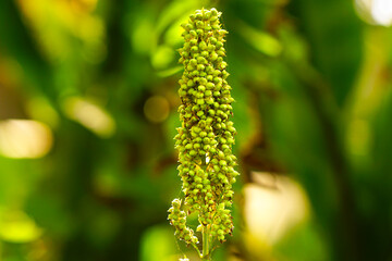 Grain sorghum or Great millet extreme close up shot 