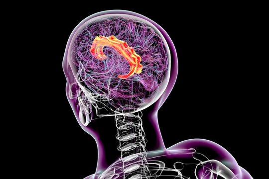 Human brain with highlighted cingulate gyrus, 3D illustration