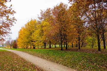 Autumn park path surrounded by colorful trees. A quiet dirt path winds through a park adorned with vibrant yellow and orange leaves. taken at eye level, the essence of fall in a serene natural setting
