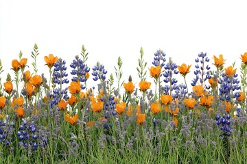 A xeriscape garden with a wide variety of hardy, drought tolerant plants, including Echinacea, Coneflowers, Gaillardia, Geranium rozanne, Poker plants and more.