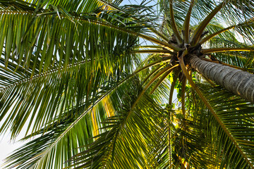 Fototapeta premium The palm tree shot from below on Maldives island