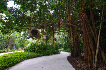 The beautiful banyan tree decorated with silver Christmas balls during a New Year period on a private Maldives island