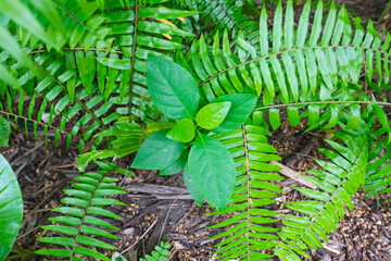 The closeup of the green fresh fern 