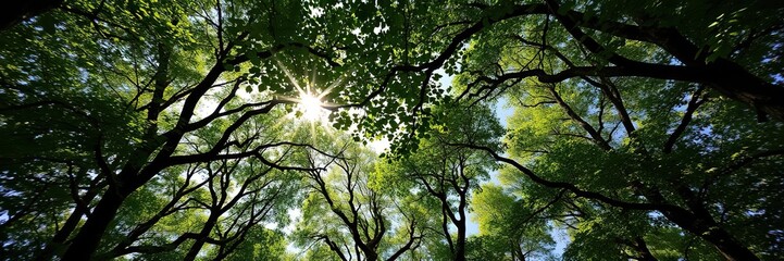 Fototapeta premium A canopy of leaves and branches overhead, filtering sunlight and casting dappled shadows on the forest floor, filtered light, tree foliage, canopy
