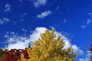 Fototapeta premium The leaves will start changing color soon