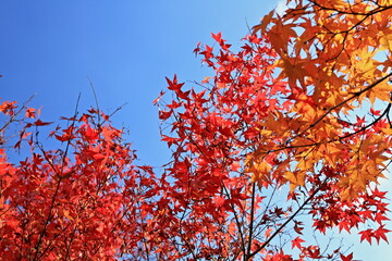 The leaves are changing colors
