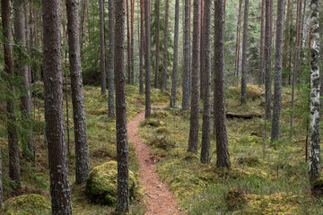 Forest