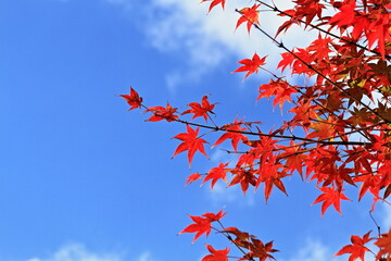 The leaves are changing colors