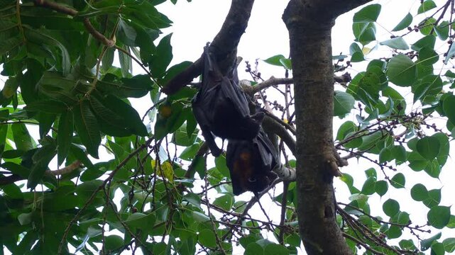 Wild Black Flying-fox (Pteropus alecto) and Red flying-fox (Pteropus scapulatus) hanging upside down from a tree branch, close up shot.