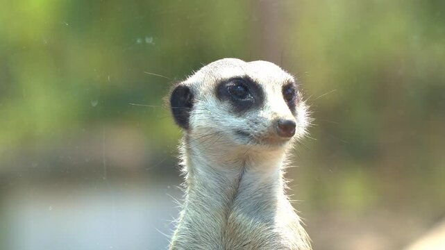 Close up shot of African small mongoose, meerkat, suricata suricatta on sentry duty, perch on a high point, guarding the perimeter.