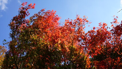 Naklejka premium It is famous for its beautiful autumn colors.
