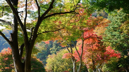 It is famous for its beautiful autumn colors.