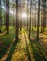 Fototapeta premium autumn forest in the morning