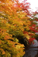 It is famous for its beautiful autumn colors.