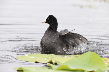 Eurasian coot (Fulica atra), also known as the common coot, or Australian coot, is a member of the rail and crake bird family, the Rallidae. This photo was taken in Japan.
