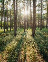 Obraz premium walk in the forest