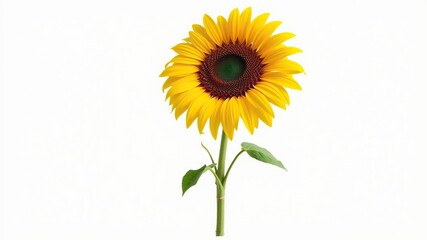 Fototapeta premium Big sunflower standing on a white background with bold outline, natural scenery, bold outline, engraving style
