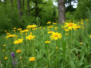 Fototapeta premium Blooming yellow wildflowers in a lush meadow amidst tall trees and green foliage, outdoors, blossom