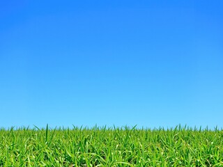 Fototapeta premium Blue sky above a lush green grass lawn, greenery, nature