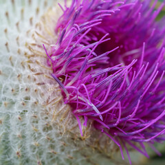 Detalle flor de cardo