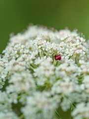 Detalle flores blancas con flor roja
