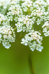Detalle flor blanca con fondo verde
