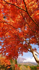 Autumn is my favourite season because of the beautiful red and yellow foliage.
