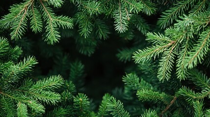 Festive green fir branches arranged to create a beautiful holiday backdrop with a natural, soft focus