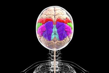 Human brain with highlighted parietal gyri, 3D illustration