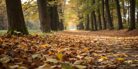 Forest floor covered in a blanket of fallen leaves, autumnal atmosphere, , fall colors, forest floor