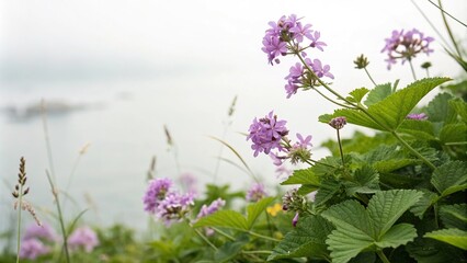 Soft focus on delicate purple flowers against a gentle white background with lush green leaves in the foreground, purple, botanicals, leafy greens, foliage