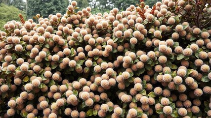 sprawling shrubs with rounded leaves and soft, fuzzy stems, greenery, lush green foliage, natural beauty