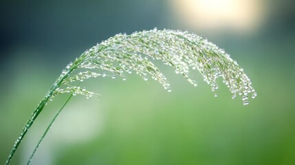 Dew drops on a blade of grass.