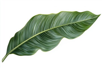 Obraz premium Set of tropical leaves isolated on white background. Tropical leaves exotic foliage.